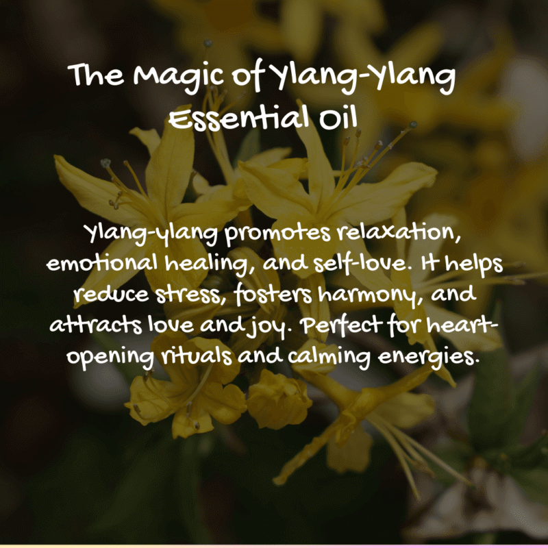 lang ylang essential oil, ylang ylang oil, ylang ylang aromatherapy, ylang ylang fragrance, ylang ylang scent, ylang ylang perfume, ylang ylang diffuser, ylang ylang massage, ylang ylang bath, ylang ylang skin care, ylang ylang hair care, ylang ylang benefits, ylang ylang uses, ylang ylang aroma, ylang ylang blend, ylang ylang complete, ylang ylang extra, ylang ylang oil benefits, ylang ylang oil uses, ylang ylang oil for skin, ylang ylang oil for hair, ylang ylang oil for diffuser, ylang ylang oil for relaxation, ylang ylang oil for mood, ylang ylang oil for sleep, ylang ylang oil for sensual, ylang ylang oil blend, dilute ylang ylang oil,