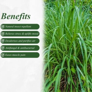 Sparshveda citronella essential oil