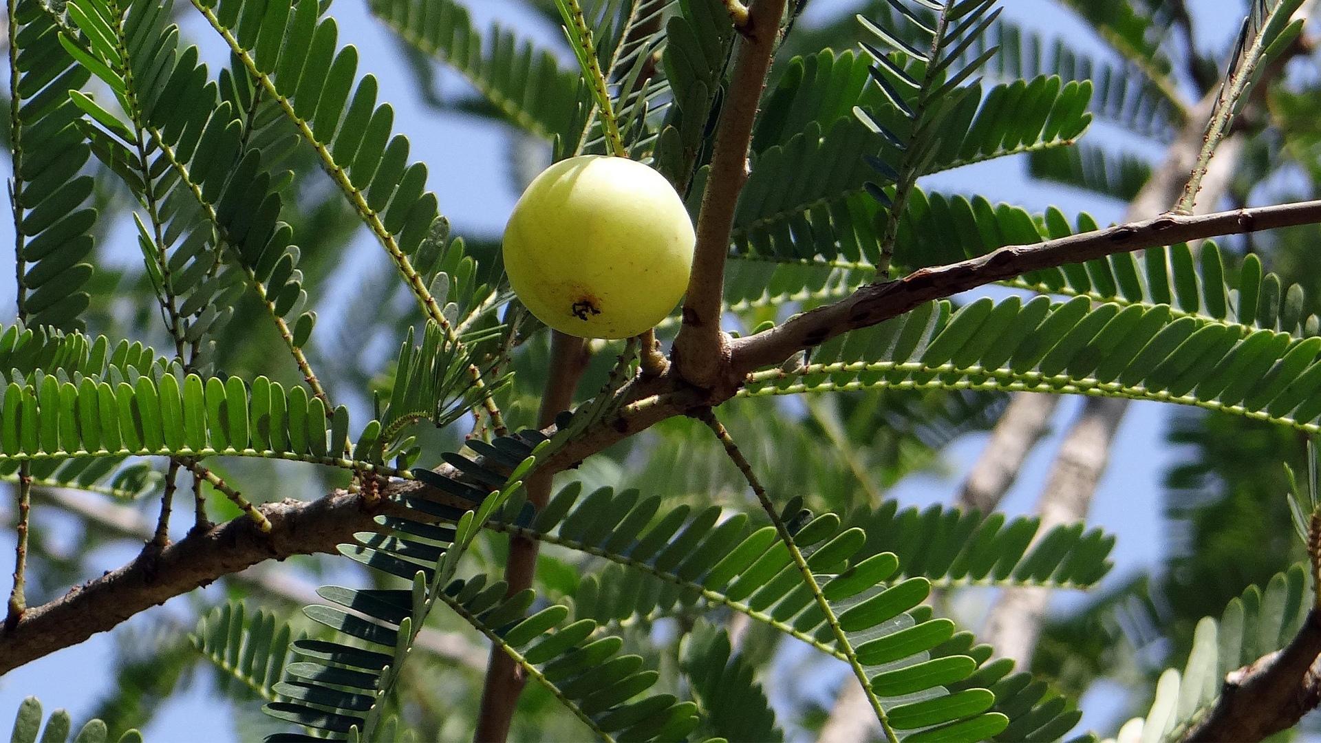 sparshveda amla oil