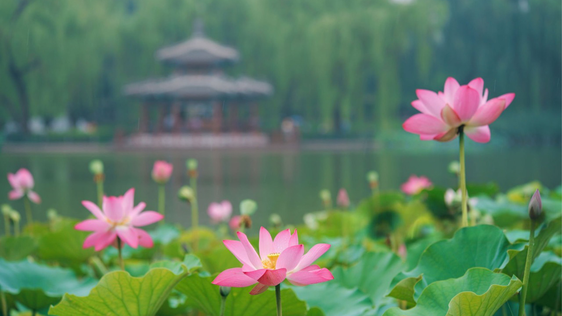 sparshveda lotus essential oil