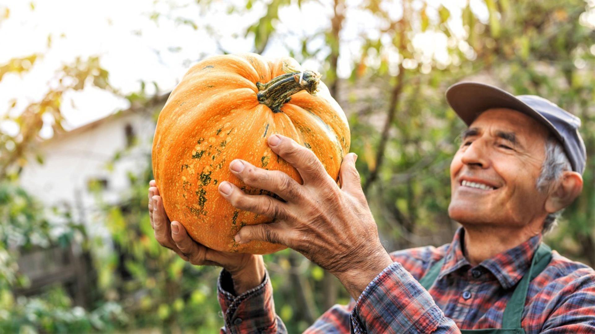 sparshveda pumpkin seed oil