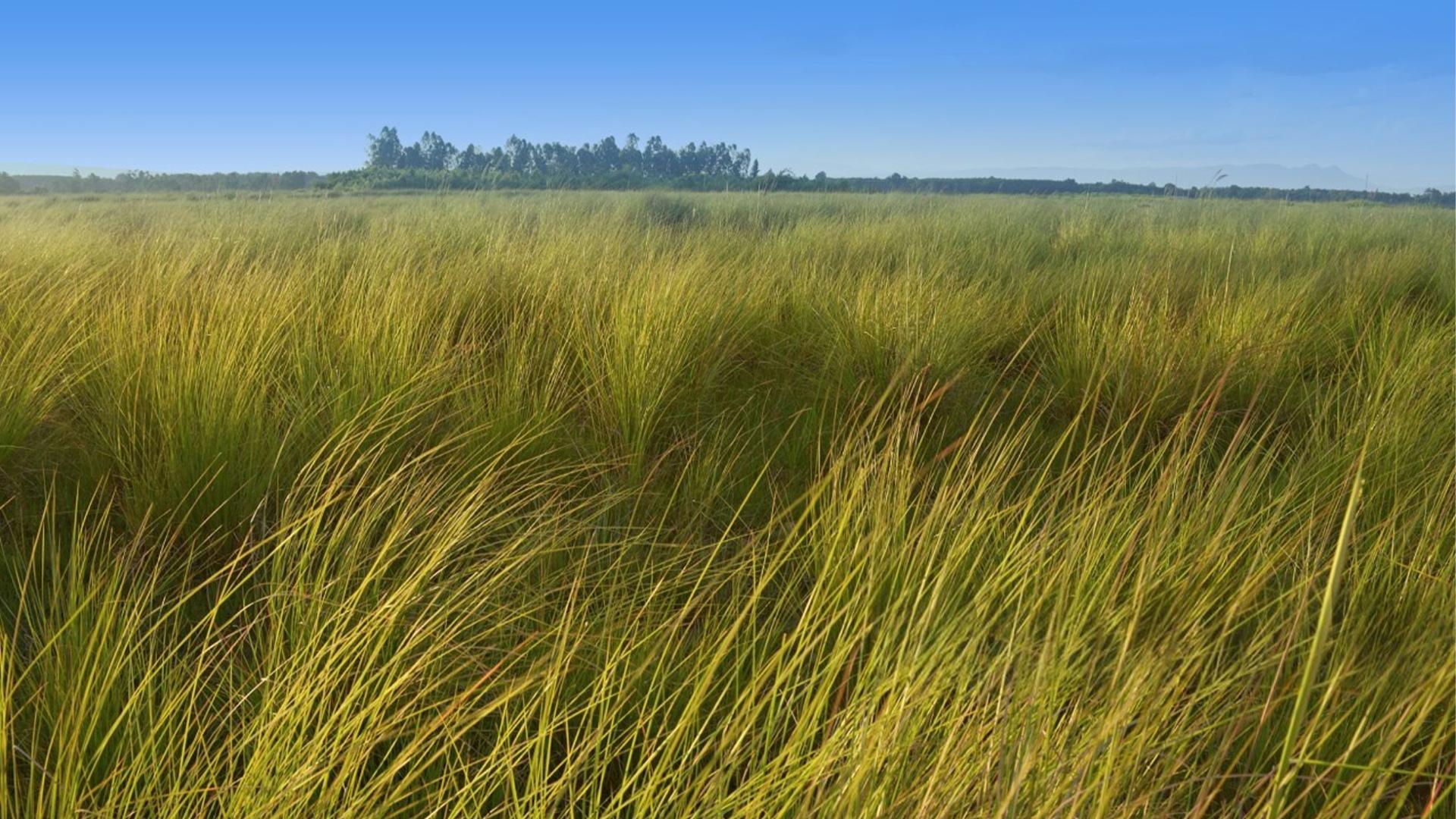 sparshveda vetiver essential oil