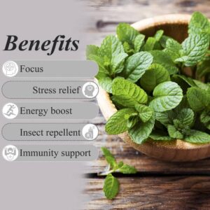 Sparshveda basil essential oil